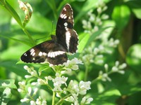 Rusałka kratkowiec